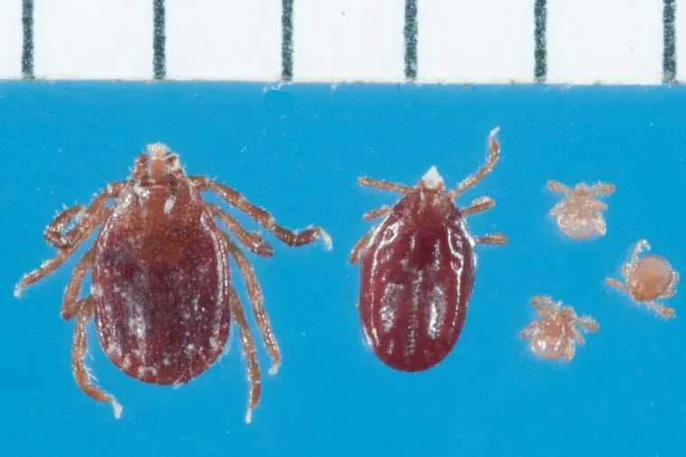 The longhorned tick, Haemaphysalis longicornis Nuemannat larval, nymph and adult stages. Hash marks denote scale in millimeters.
