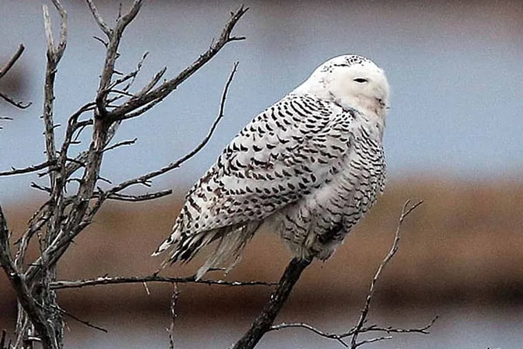 This photo shows a snowy owl at the Edwin B Forsythe National Wildlife Refuge, in Galloway Township, N.J., on Wednesday Dec. 4, 2013. (AP Photo/The Press of Atlantic City, Vernon Ogrodnek/File)