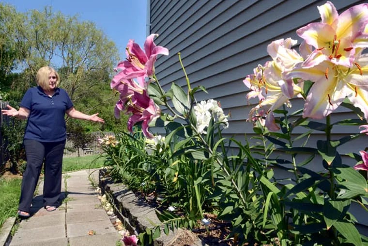 Cathy Button shows off her oriental lilies July 17, 2013, in her backyard in the space that was once all roses. She has lost 65 roses out of her Burlington County collection of 75. The culprit - rose rosette - that is spread by a windblown mite no one can see, cannot be prevented and is 100 percent fatal to all but a handful of roses most gardeners have never heard of. First noticed in Canada and Wyoming in the 1940s, it's been spreading throughout the country ever since. (TOM GRALISH / Staff Photographer)