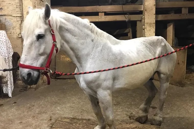 A photo by an activist of a horse at Philadelphia Carriage Company. When a city-contracted veterinarian visited the stable, two of eight horses were found to be in less than the acceptable condition for working horses.