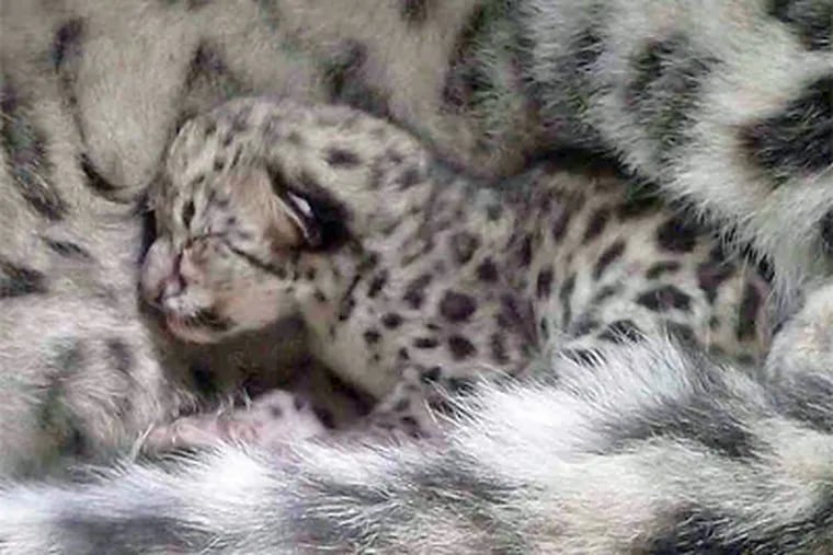 A snow leopard cub sticks close to its mother. It was one of two born this month at the zoo, weighing about a pound each. Their sex is undetermined. (Philadelphia Zoo)