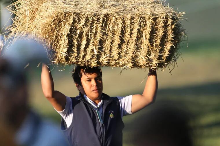 A worker moves a hay bale to the course. Forcasters call for severe weather moving into the area later this afternoon. Wednesday was the third day of practice rounds at the U.S. Open at Merion Golf Club, in Ardmore. ( David Swanson / Staff Photographer )