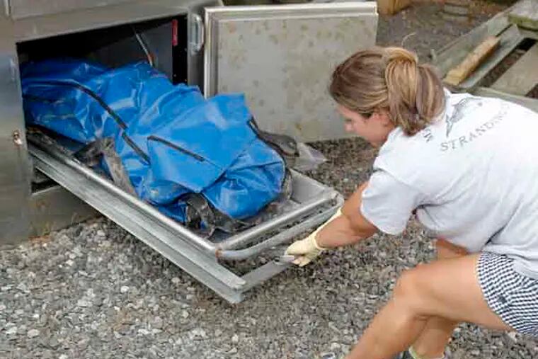 Field Stranding Tech. Danielle Monaghan is pulling out a dead dolphin (They brought from Margate, NJ. today) from a metal container at the Mammal Stranding Center Brigantine. Aug.01, 2013 ( AKIRA SUWA  /  Staff Photographer ) 

21 dead dolphins have washed up along the South Jersey coast over the past two weeks. Researchers are puzzled as to why this is happening.