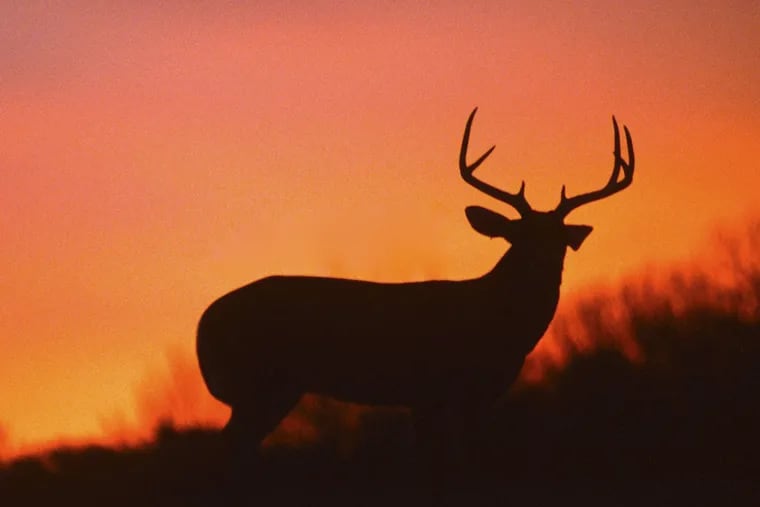 Pennsylvania, where the risk of driver-animal collisions is high, saw a slight increase in deer-related crashes last year.