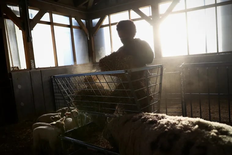 Saul High School farmer TaiLyn Lyghts feeds sheep at the school's farm in Philadelphia's Roxborough section. Lyghts, a 2017 Saul graduate now studying at Delaware Valley University, began working at the farm in August. Saul had to hire additional farmers to care for the school's livestock because its classes are virtual and students aren't able to work farm shifts.