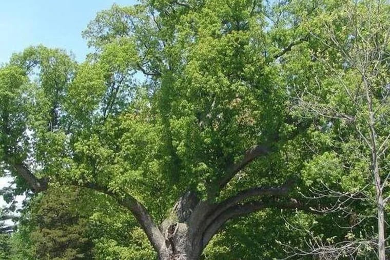 The 600-year-old Salem Oak Tree, in Salem, N.J., which collapsed on June 6.