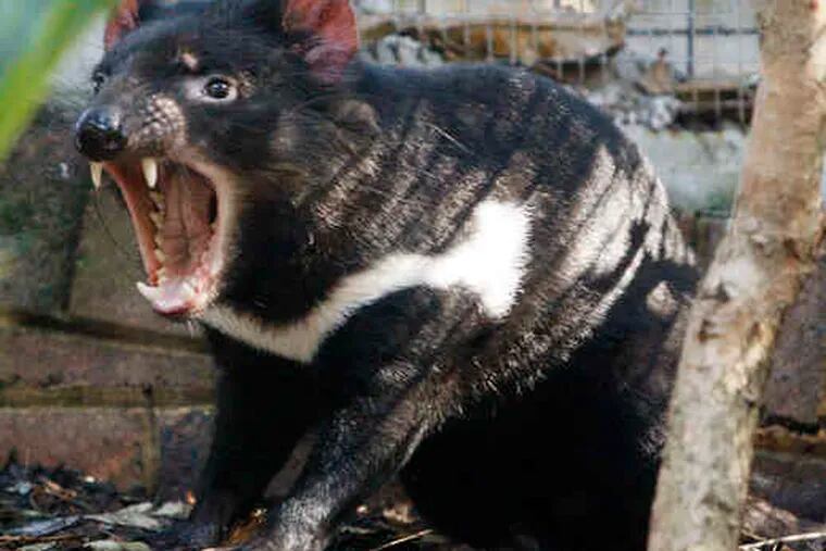 Fierce Tasmanian devil is no match for an odd cancer