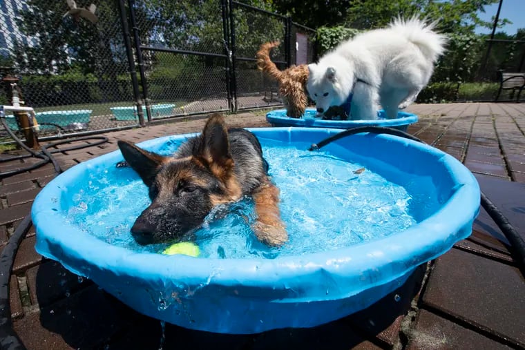 A group of dogs cool off in the swimming pools at Schuylkill River Park on July 18 2020.  Temperatures climbed into the 90’s.  The pools are in one of the dog exercise areas.