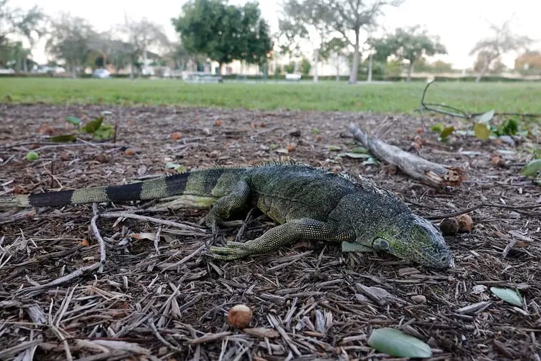 A stunned iguana lies in the grass at Cherry Creek Park in Oakland Park, Fla., on Wednesday.