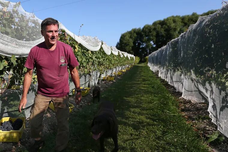 Larry Coia works in his Atlantic County vineyard, Coia Vineyards, on a harvest day in late September.