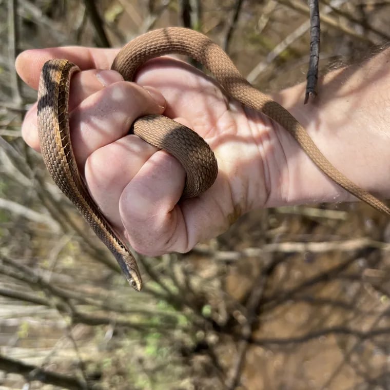 A queen snake discovered April 14, 2024 by Jeff Dragon, a New Jersey Pinelands Commission herpetologist, is the first verified in the state since 1977.