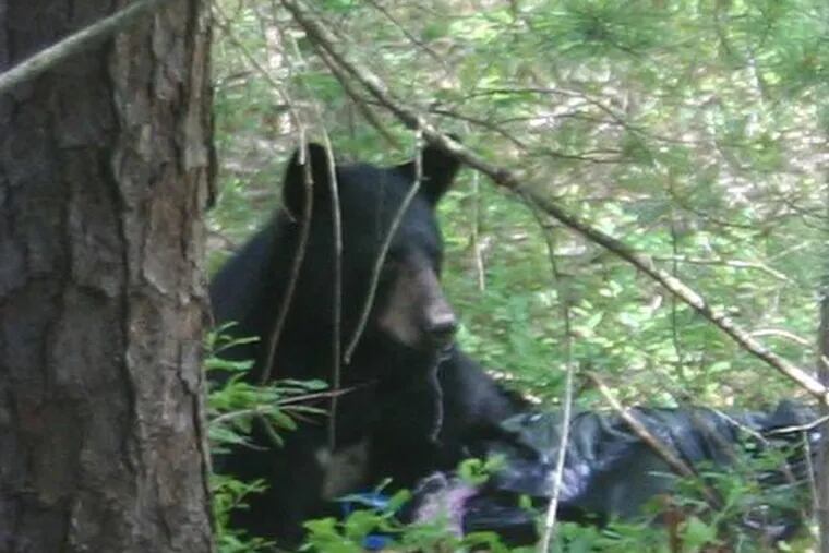 A black bear was spotted nearby a Waterford Township elementary school. (Waterford Township Police)