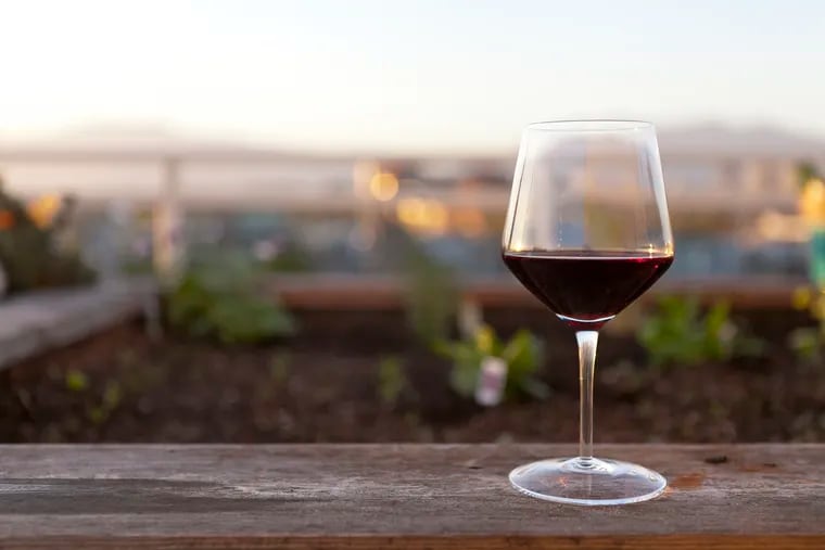 Cómo una oscura uva de vino tinto que una vez se perdió en Francia fue encontrada en Chile