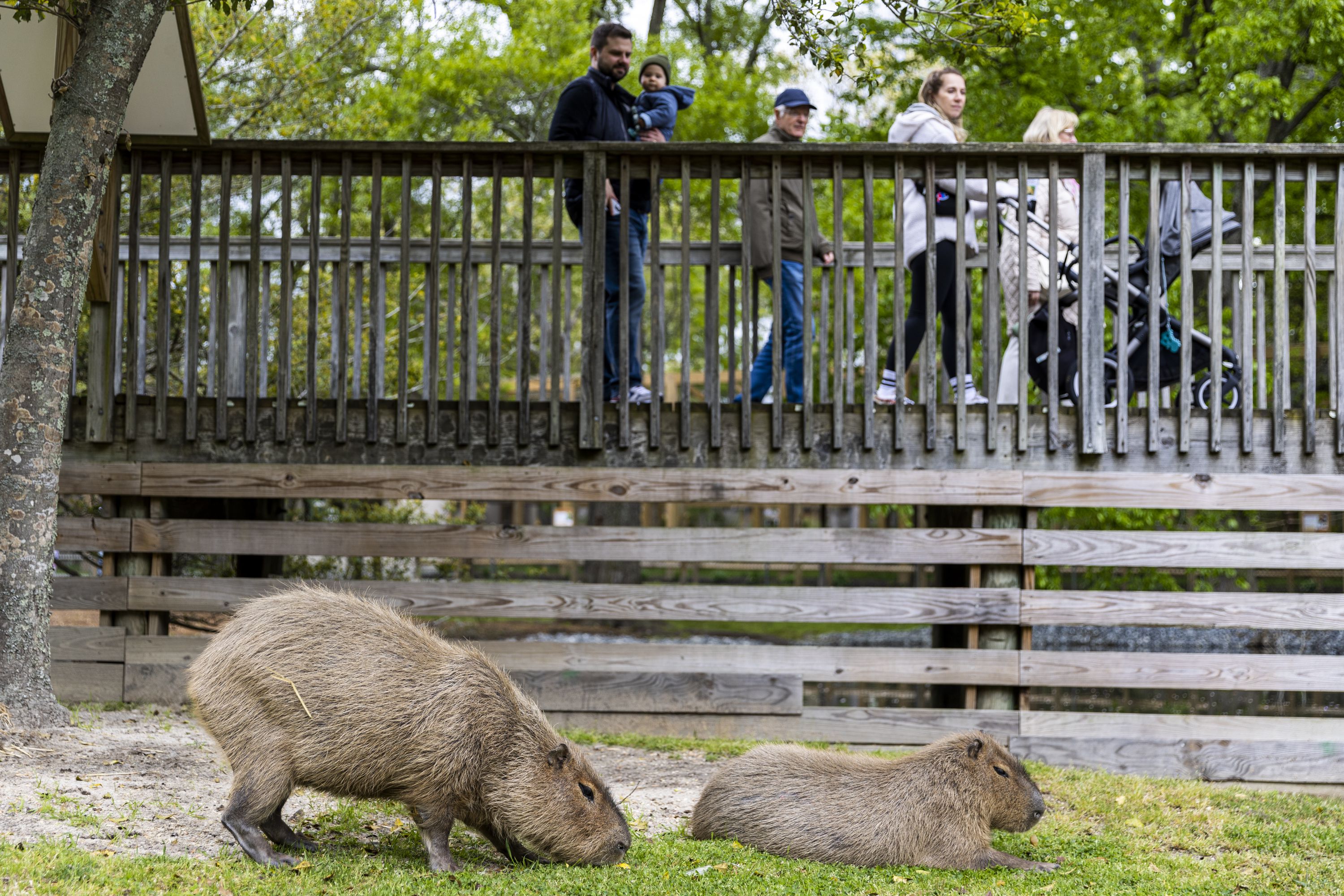 capybara3_4family_3yuさん12-13-2 Cape May Zoo welcomes five more capybara pups | PHL17.com