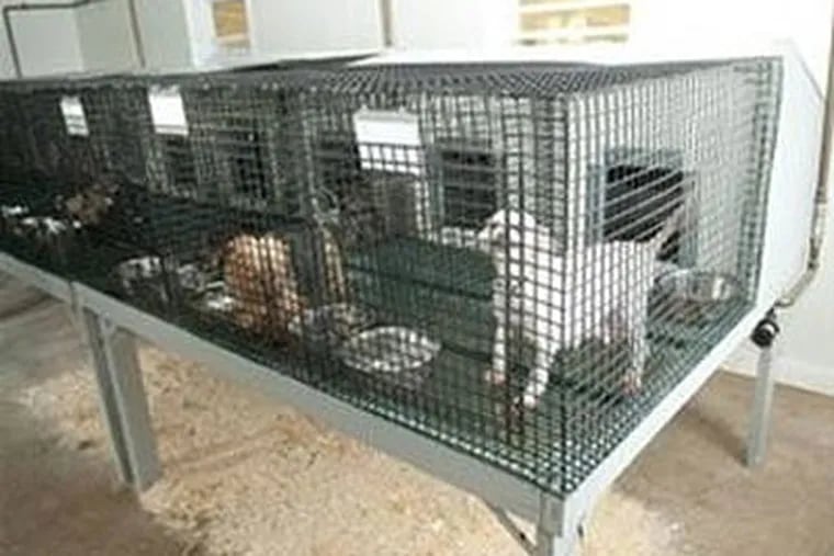 Gov. Rendell said a 2008 law marked the end of wire cage flooring for adult breeding dogs. But it allows puppies under 12 weeks to stand on wire flooring. That means adult dogs that are nursing puppies could live on wire for many months. (Photo: Animal Law Coalition Web site)