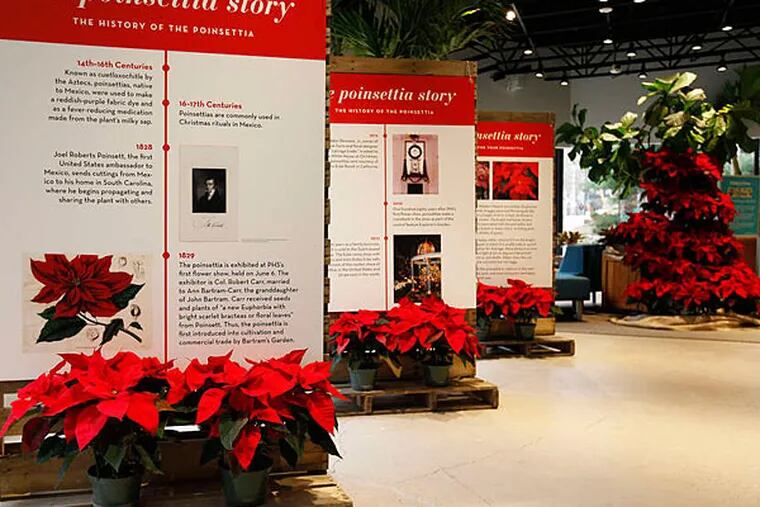 The Pennsylvania Horticultural Society exhibition starts the story of the Central American plant from its beginning in Mexico with the Aztecs. (MICHAEL S. WIRTZ / Staff Photographer)