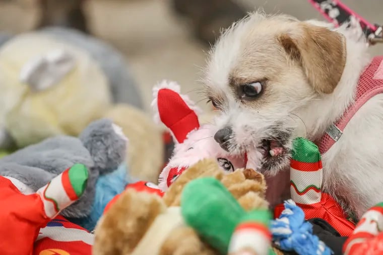 Dogs At Spca Shelter Get To Pick Toys