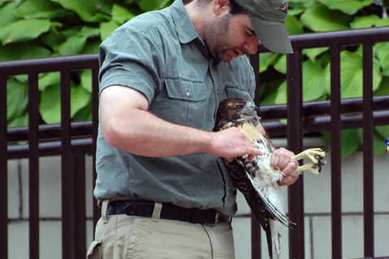 Rick Schubert holds the hawk he rescued afterit got caught between a railing and a wall near the institute. Schubert, of the SchuylkillCenter's Wildlife Rehabilitation Clinic, rushed to help without any protective gear.