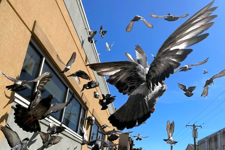 September 27, 2021: Pigeons take flight along Buttonwood Street. A bird lover had just dropped some seed along the sidewalk near Broad Street.