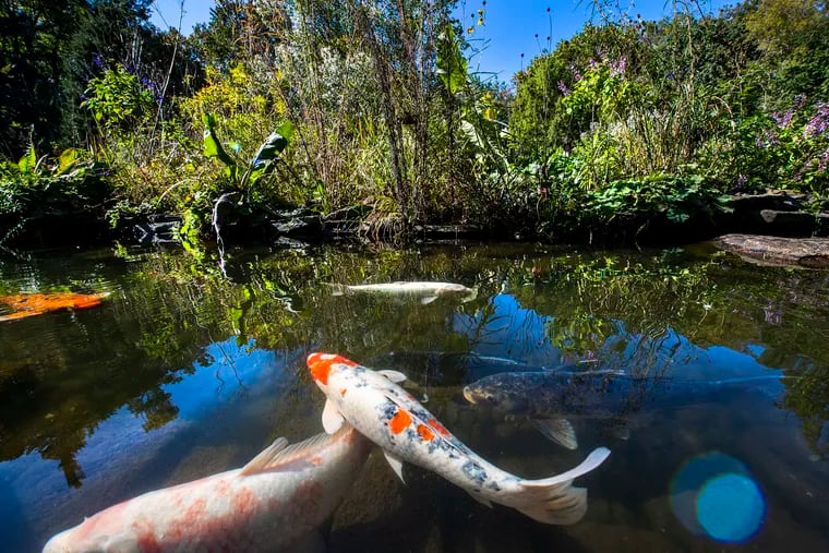 Koi fish swim along in the waters of a pond at the Chanticleer Gardens on Thursday, Oct. 22, 2021., in Wayne, Pa.