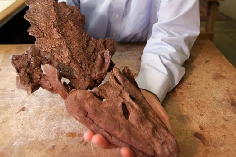 Ted Daeschler of the Academy of Natural Sciences holds a fossil skull of a "Tiktaalik roseae," a prehistoric fish that had a neck and "wrists." (DAVID SWANSON / Inquirer Staff Photographer)