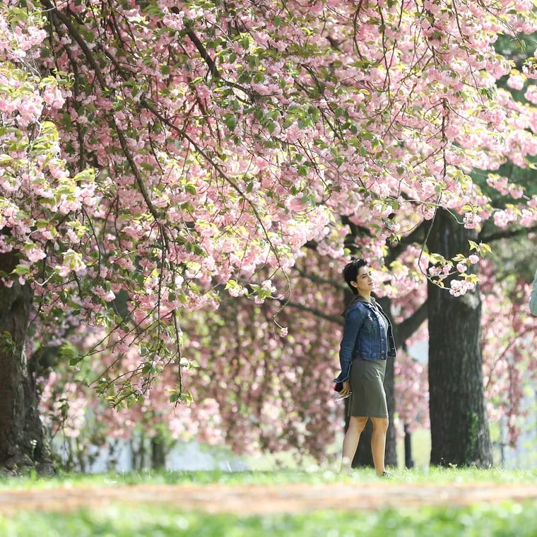 Akansha Sareen, left, and Vikram Patnaik take photos among the cherry blossom trees behind the Please Touch Museum in Philadelphia as they enjoy the breezy weather.