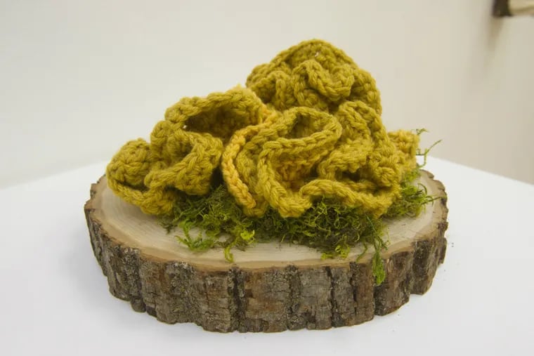 Crocheted mushrooms inspired by actual mushrooms chicken of the woods, aka sulphur shelf, created by fiber artist Melissa Maddonni Haims, are part of an indoor and outdoor environmental art exhibit called "The Foragers, on display at the Schuylkill Center for Environmental Education and at the Morris Arboretum.