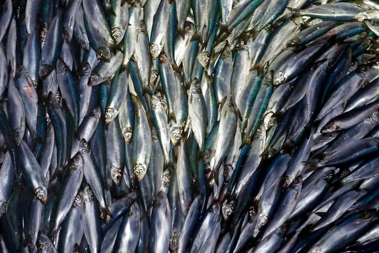 FILE - In this Wednesday, July 8, 2015 file photo, herring are unloaded from a fishing boat in Rockland, Maine. A study published Tuesday, June 11, 2019 finds a warmer world may lose a billion tons of fish and other marine life by the end of the century. The international study used computer models to project that for every degree Celsius the world warms, the total weight of life in the oceans drop by 5%.