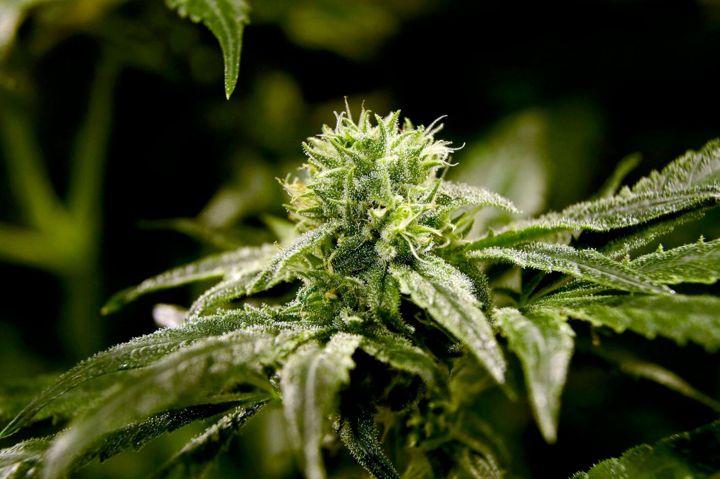Big marijuana firms are 'rolling up' local dispensaries and growers,  skirting Pennsylvania's laws