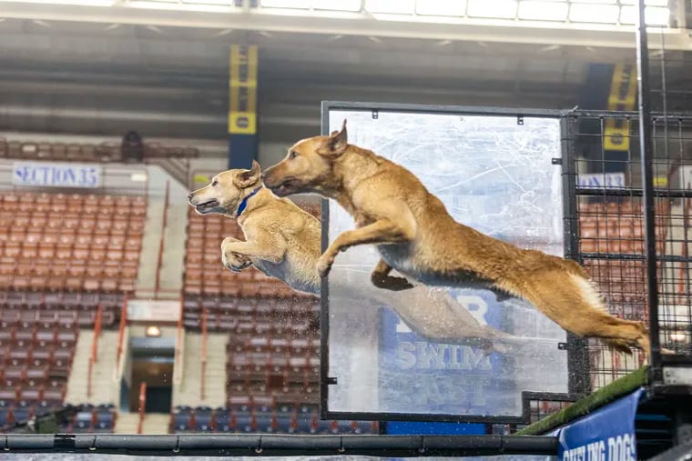 Yellow Labs Dillon (left), and Ryder compete against each other at the NRA Outdoor Show's Dueling Dog competition in Harrisburg on Saturday, Feb. 3, 2024.