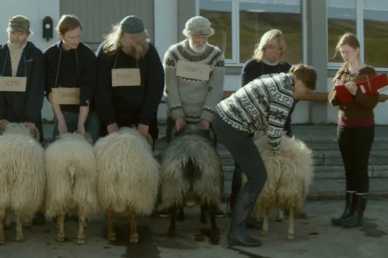 In 'Rams' Icelandic farmers amid tragedy - and comedy.