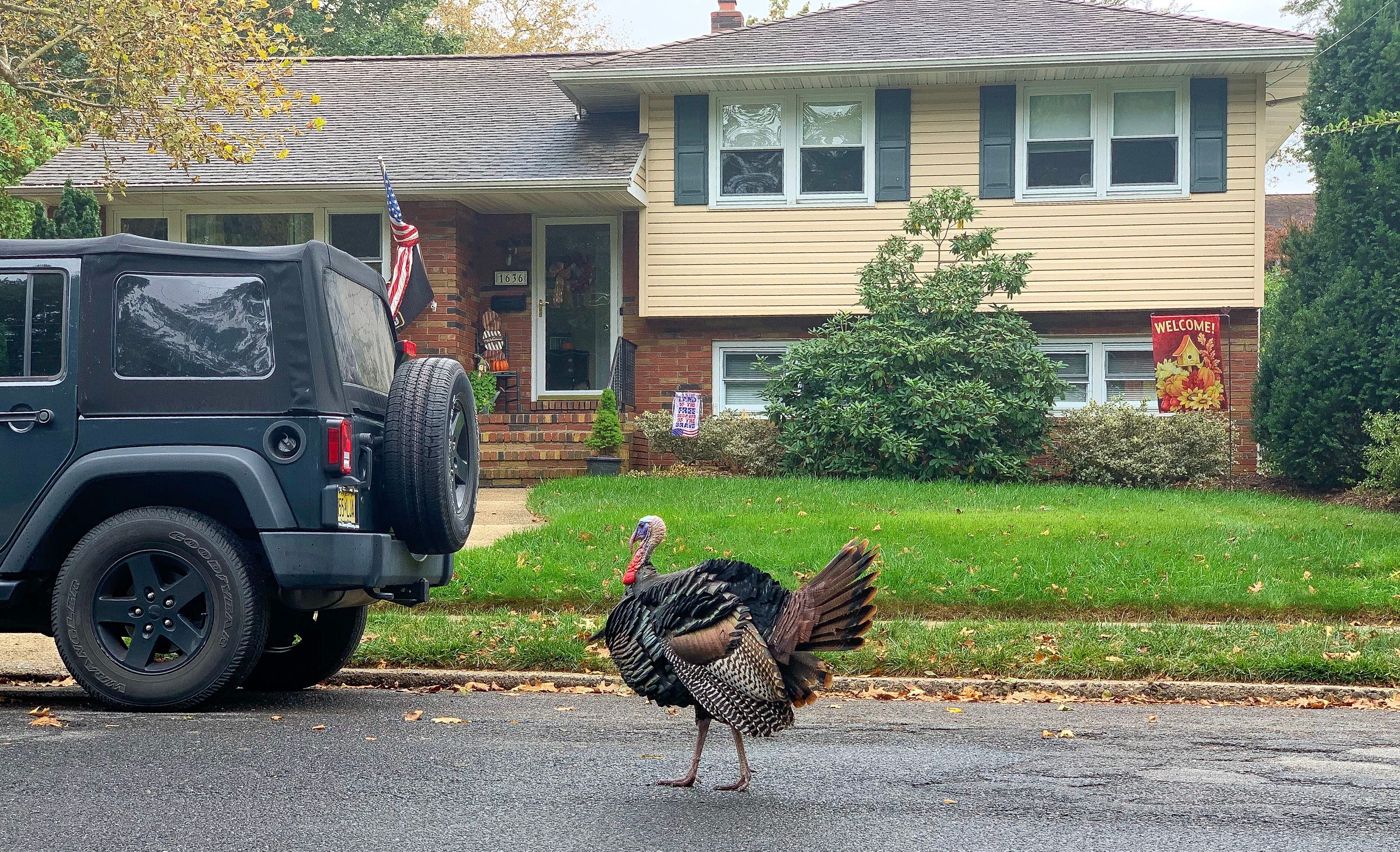 There's a Real-Life Celebrity in Unravel Two: This Vicious Turkey