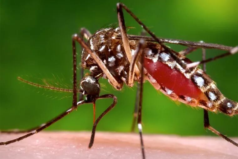 More than 100 cases of Zika infection have been reported around the country, including four in Pennsylvania and one in New Jersey, the vast majority of them transmitted by mosquito bites during travel to countries in Latin and South America.