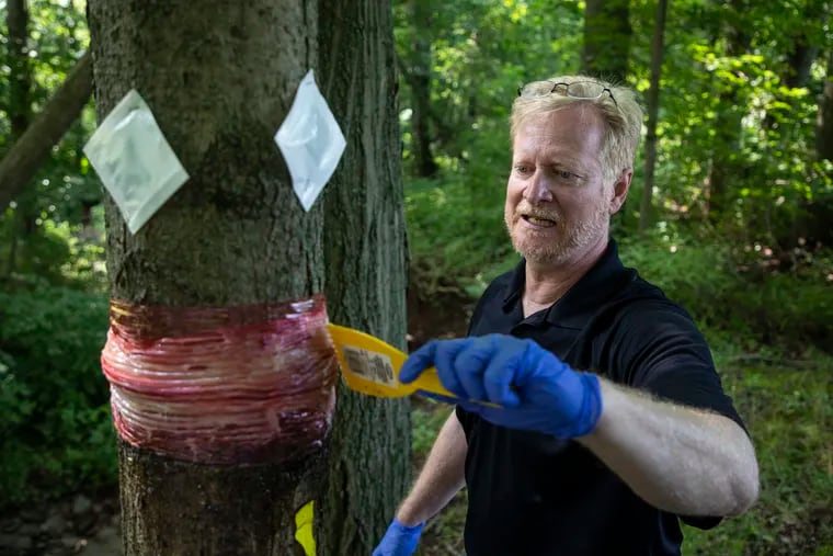 Chris Tipping, of Sellersville, an associate professor in the biology department at Delaware Valley University, applies a sticky material to a tree to catch the spotted lanternfly.