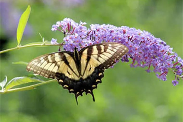 A tiger swallowtail on a butterfly bush. The cool, wet spring delayed the insects’ life cycle, making larvae vulnerable to predators and disease. (Akira Suwa / Staff Photographer)