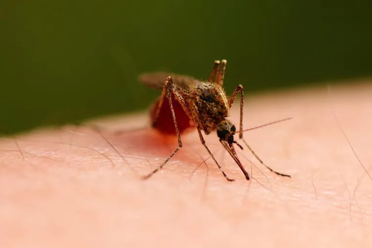 Mosquitoes carry the virus.