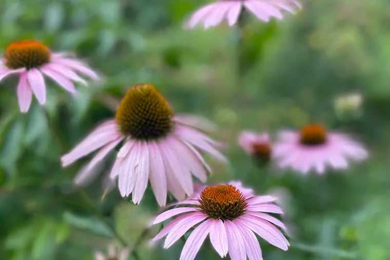 Coneflowers (also known as echinacea) at the Benjamin Rush and The Medicinal Plant Garden adjacent to the Mütter Museum.