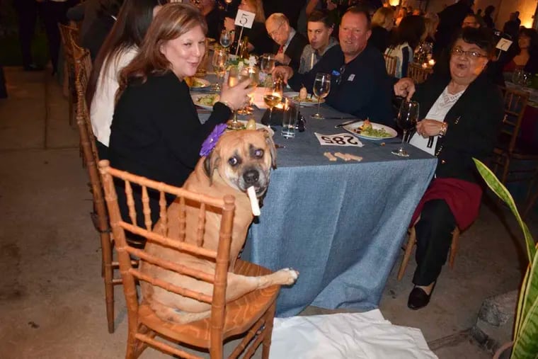 Rags enjoying dinner at the annual Pennsylvania  SPCA's Bark & Whine benefit. For the Inquirer/Maggie Henry Corcoran