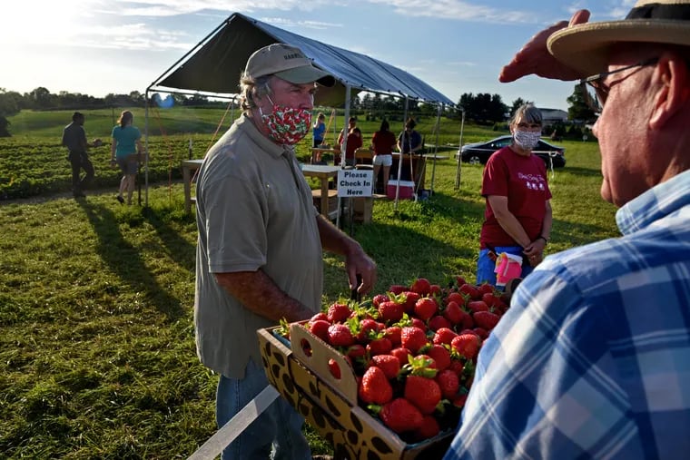 John and Linda Shenk talk to customer Bill Cox (back to camera) after he and his family picked their own strawberries at Shenk's Berry Farm in Lititz last week.