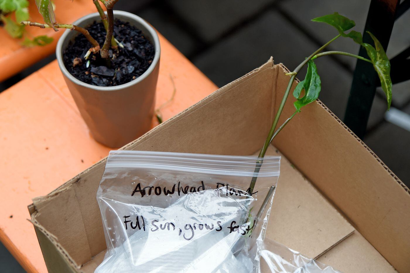 Plant swaps How to get free plants and gardening gear (and make