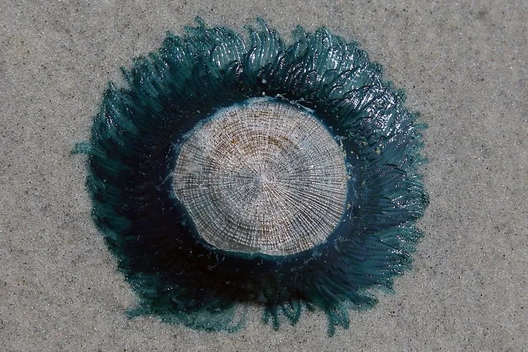 Egg Harbor Township resident Holly Horner found a couple of blue button jellyfish Sept. 25 on Brigantine beach, including this one. Though commonly called jellyfish, they are colonies of polyps.