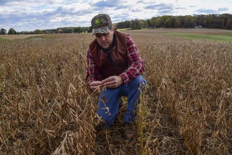 Don Cairns, 51, honored as  Chester County’s 2017 Farmer of the Year for his land preservation, best-practices farming and dedication to 4-H future farmers, checks the soybeans on his Parkesburg farm, judging whether they’re dry enough to harvest.