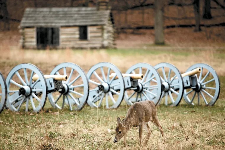 A deer browses in view of cannon at Valley Forge National Historical Park in 2009. Since then, controlled hunting has cut the deer population to what officials say are sustainable levels. Hunting is still needed, they say, to maintain the population reduction.