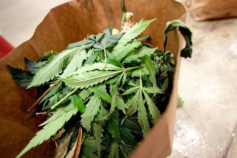 FILE: A bag of trim, leaves from harvested medical marijuana plants are bagged and held for extraction.
