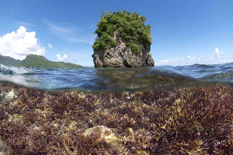 Coral in American Samoa is shown in December 2014, before excessive heat caused devastating bleaching to occur.