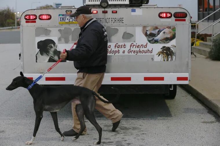 National Greyhound Adoption Program volunteer Tony Tereszcuk helps receive five Greyhounds from the Canidrome racetrack in Macau, China. The dogs arrived, at Lufthansa Cargo at the Philadelphia International Airport on Wednesday.