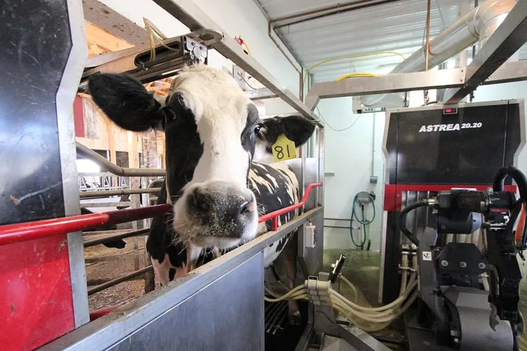An AMS Galaxy automatic milker at work on a Pennsylvania farm.