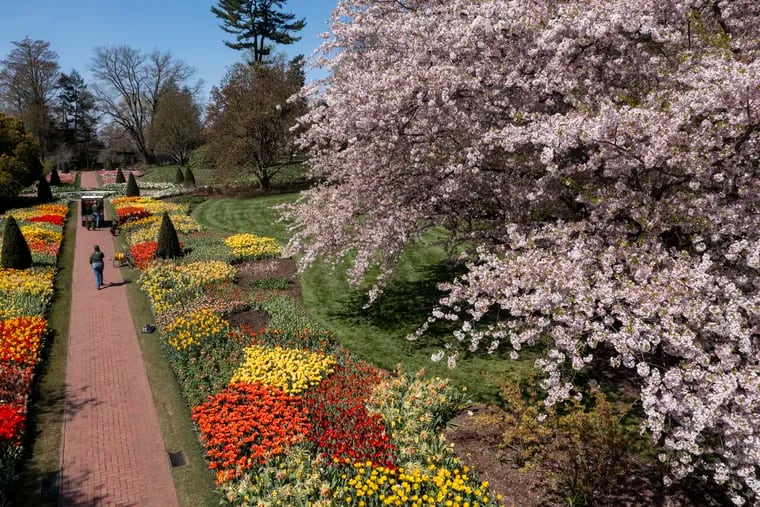 Tulips and flowering cherry trees in bloom in the Flower Garden Walk at Longwood Gardens in Kennett Square, Pa. The Flower Garden Walk, designed by founder Pierre S. du Pont, was Longwood’s first garden.