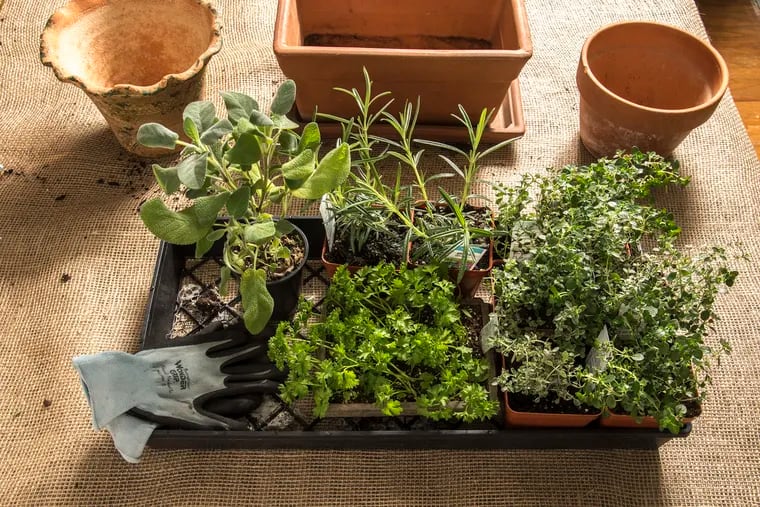 Horticulturalist Tina Sottolano-Cain tells the readers how to create an indoor herb garden. In this photo we have starter plants awaiting repotting.  The plants in the tray are (from left) sage, curley leaf parsely (front), Gorizia Rosemary and silver thyme and lemon thyme.  ( CLEM MURRAY / For the Inquirer )