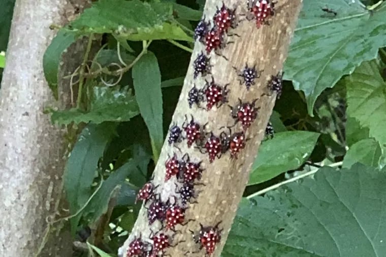 Spotted lanternfly nymphs cover a tree in Cherry Hill, New Jersey in summer 2020.